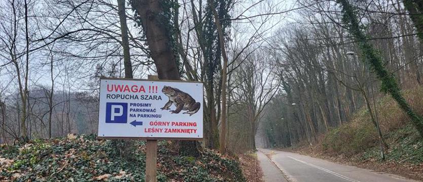 Bufo bufo w drodze do jeziora. Kierowcy muszą ustąpić