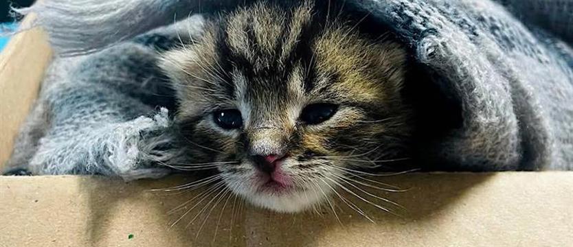 Dobra wola, poświęcenie i... masowanie brzuszków. Schronisko buduje zespół ratunkowy