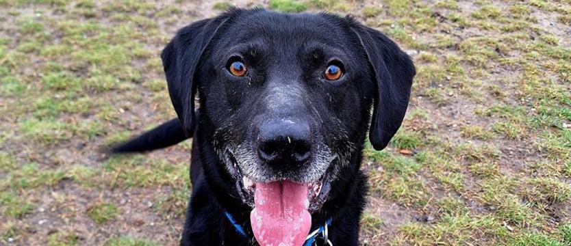 Weź mnie KURIEREM do domu. Tryb rakiety, czyli Monte