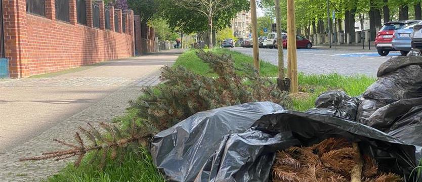 Czytelnicy piszą: kwitnie bez i zalegają choinki