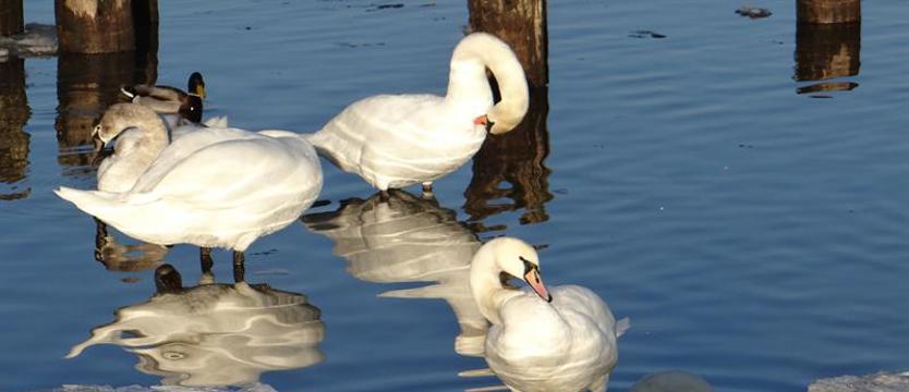 Pomoc albo nieszczęście. Czy dokarmiać ptaki?