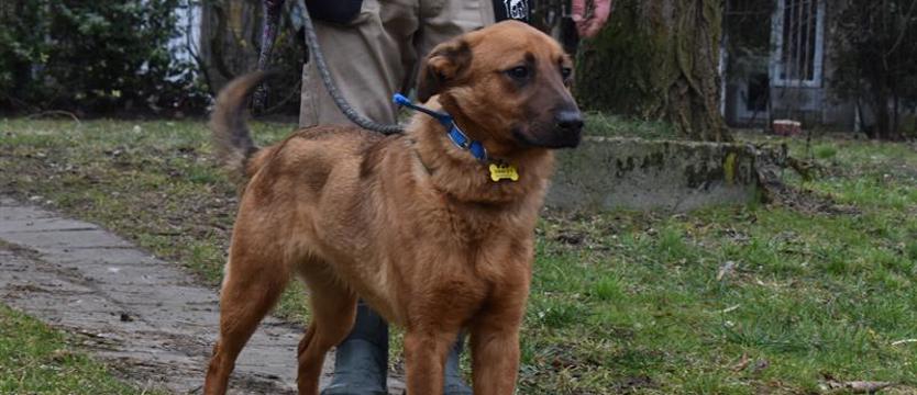 „Weź mnie KURIEREM do domu”. Duży dzieciak Rivo