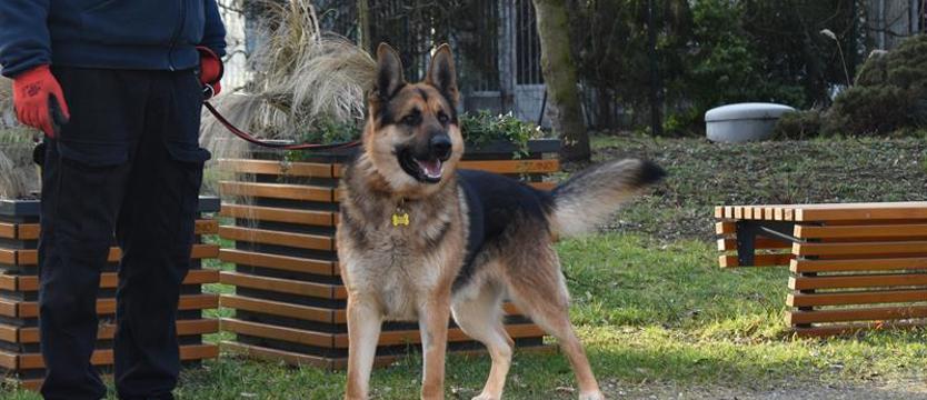 Weź mnie KURIEREM do domu. Po prostu Niko