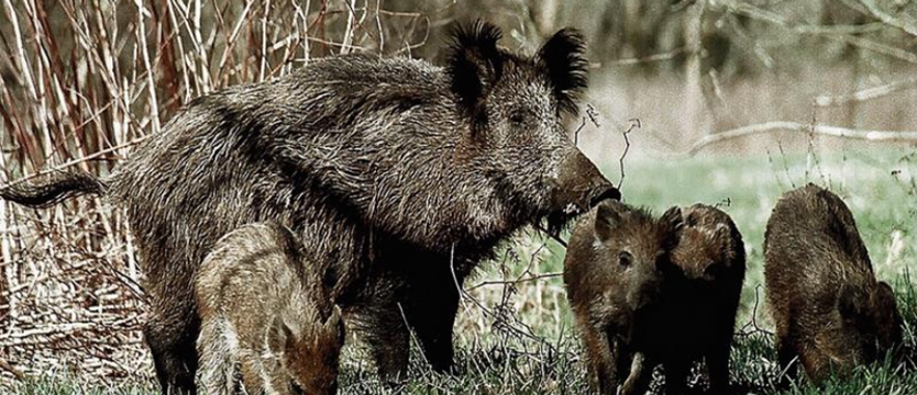 Ośrodek rehabilitacji zwierząt nie będzie większy. Dąbie bez zgody radnych