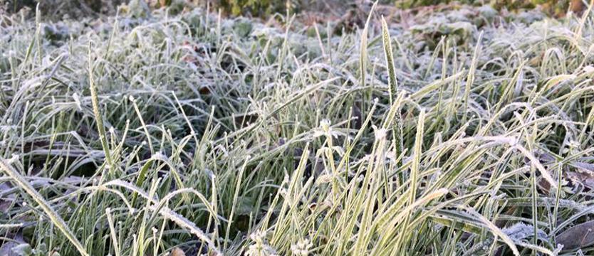 Przymrozki w regionie aż do wtorku