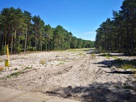 Baltic Pipe w Pogorzelicy. 65 tys. sadzonek drzew wzdłuż gazociągu