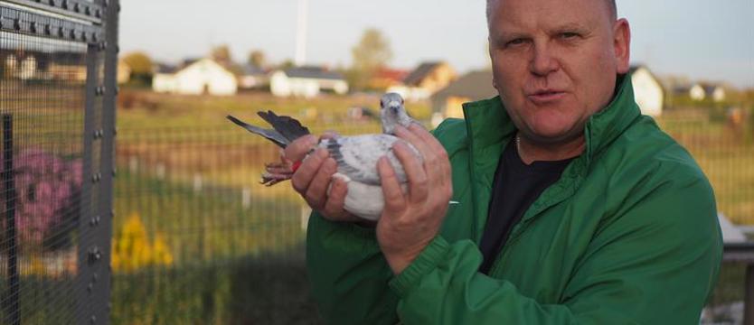 Gołąb jak zawodnik. Ponad 90 kilometrów na godzinę