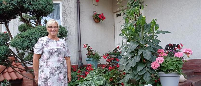 Cały Szczecin w kwiatach. Świat kolorów przy Modrej