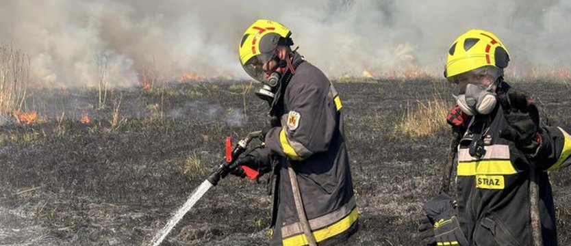 Pożar traw i lasu w powiecie gryfińskim