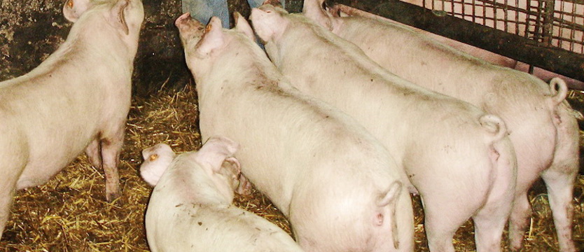 Pierwsze w tym roku ognisko ASF w Zachodniopomorskiem. Do wybicia 7,5 tys. świń