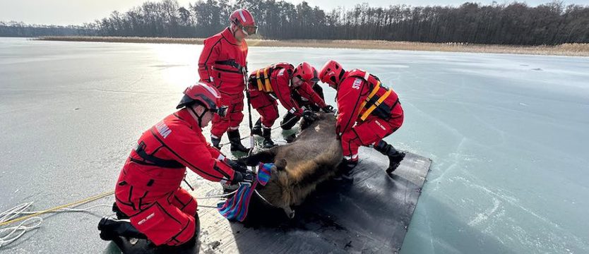 Strażacy ratowali samicę żubra, która utknęła na lodzie na jeziorze
