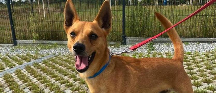 Weź mnie KURIEREM do domu. Mały rudy Dingo