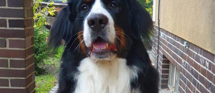 Policja na tropie truciciela?