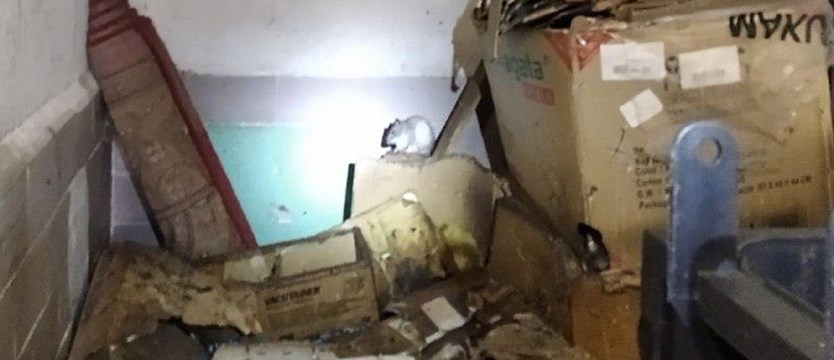 Szczury zasiedliły blok przy Ku Słońcu. Powodem niesprzątany zsyp na śmieci