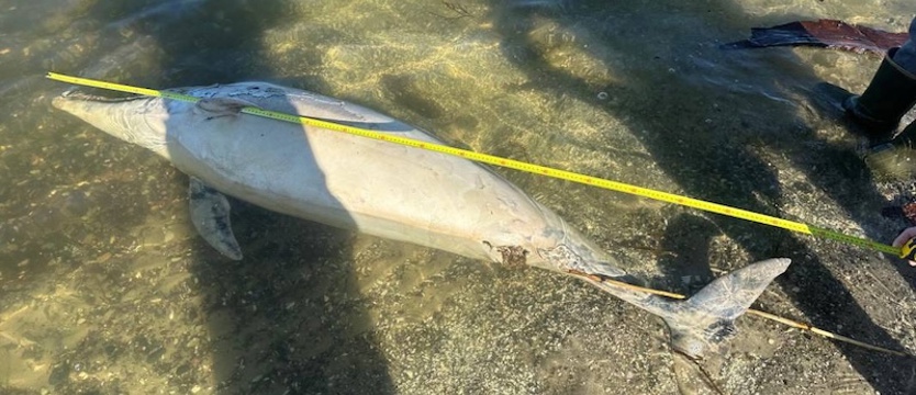Martwy delfin wyrzucony na brzeg plaży w Jarszewku nad Zalewem Szczecińskim