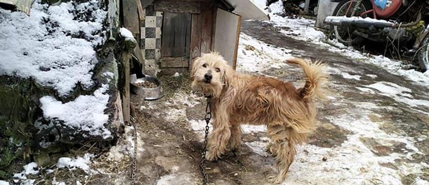 Skazane na łańcuch, głód i cierpienie. Pięć psów uratowanych z piekła w zaledwie dwa dni