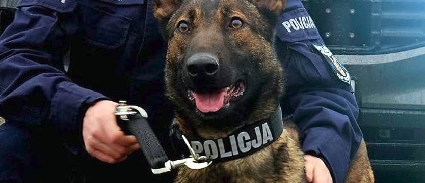 Porzucił samochód po kolizji. Wytropił go psi nos