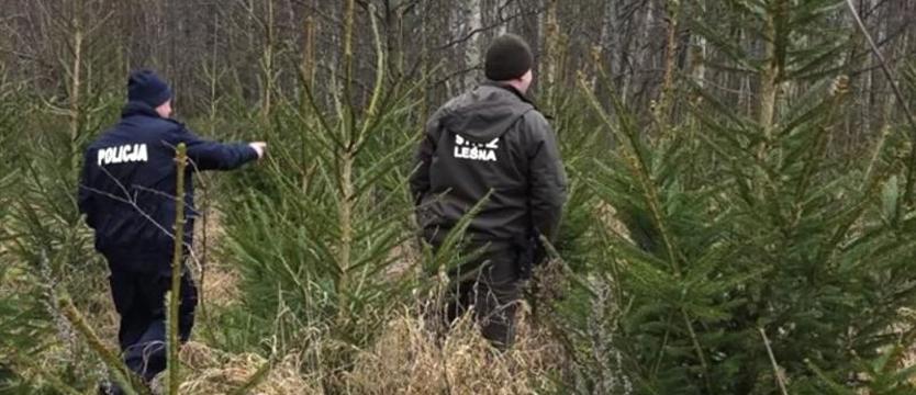 Leśnicy wraz z policją pilnują choinek