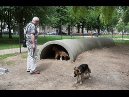 Jakie wybiegi dla psów? Nie z budżetu miasta – tylko z SBO