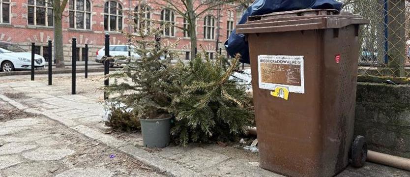 Nadal odbierają choinki. Do końca marca