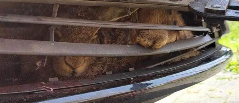 Przygody zająca podróżnika