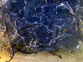Jesiotry ostronose w wodach Odry