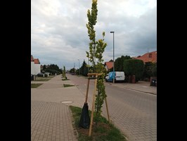 Przy ul. Topolowej drzewa sadzone na chwilę?