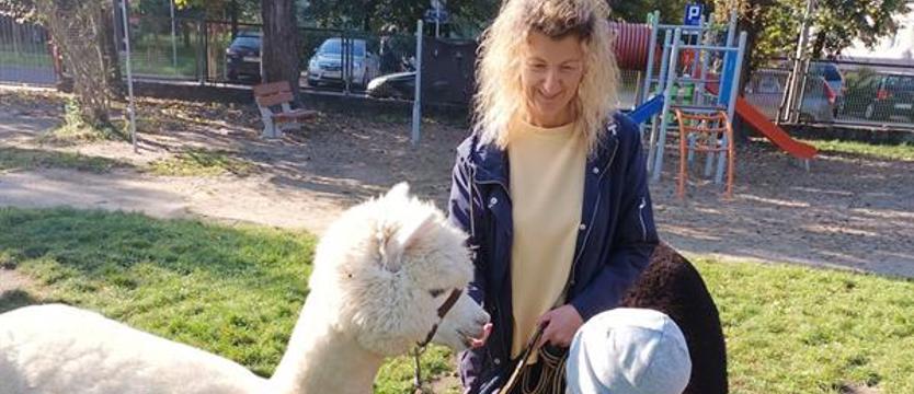 To była miłość od pierwszego wejrzenia. Bliskie spotkania z alpakami