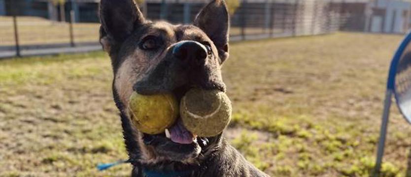 Weź mnie Kurierem do domu. Lara na lepszy czas