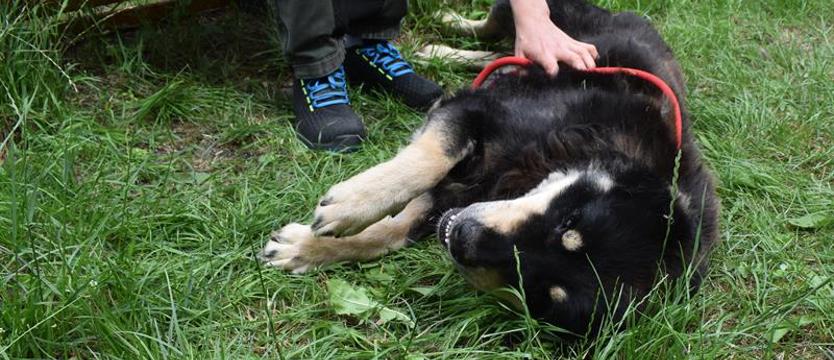 Weź mnie KURIEREM do domu. Misiek do przytulenia