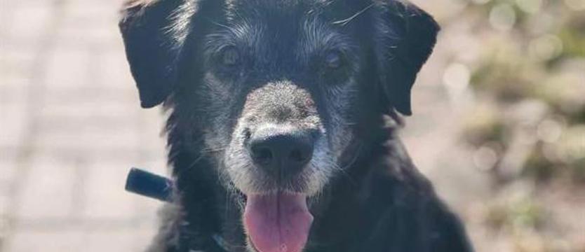 Weź mnie KURIEREM do domu. Dla pewnej Lusi jedyna nadzieja