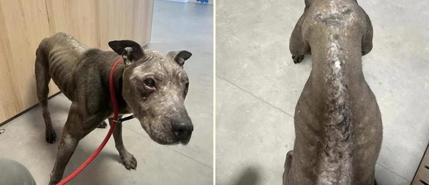 Skrajne zaniedbanie psa. Zwierzę odebrano właścicielowi