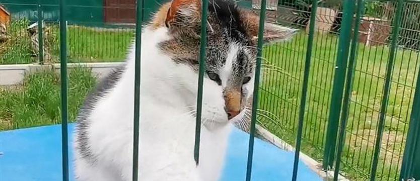 Weź mnie KURIEREM do domu.Zosieńka szuka bratniej duszy