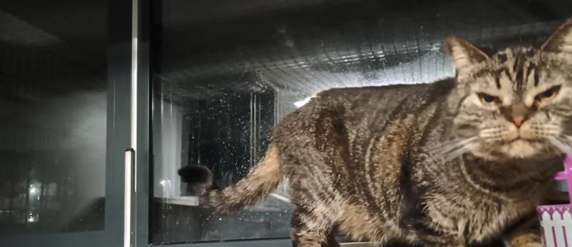 Koty miauczą, karawana jedzie dalej