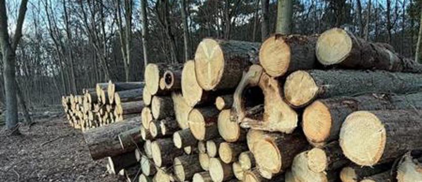 Każdego drzewa żal. Między Arkonką a Goplaną – obszar masakry pił