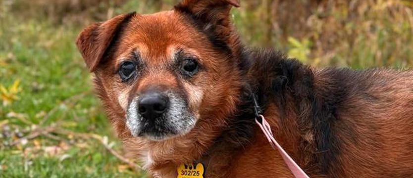 Weź mnie Kurierem do domu. Jedno psie serce