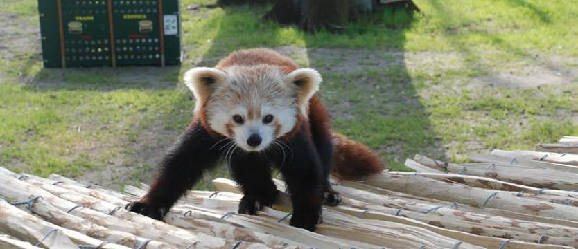 Druga ruda pandka w Zoo Ueckermünde. Mamy bilety dla Czytelników