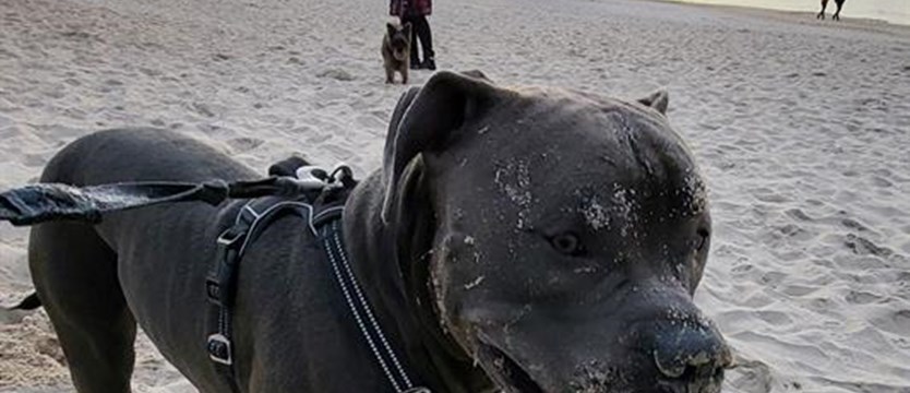 Psy wejdą na plażę – zakaz był bezprawny