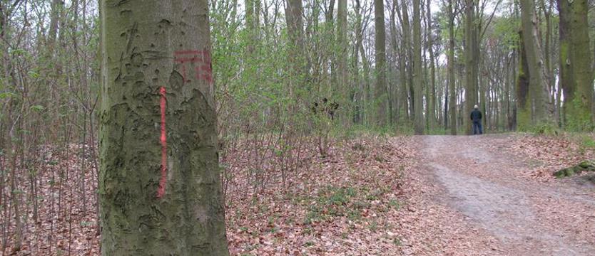 Natura parku w cieniu napięć i emocji. SBO, czyli nic na siłę