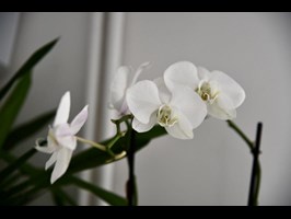 kurier.kwiaty.1