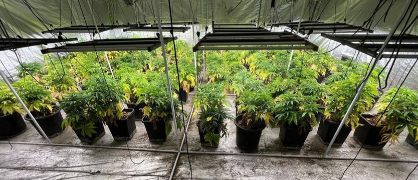 Zlikwidowali ogromną plantację konopi indyjskich. Ponad 80 kg narkotyków, broń i amunicja