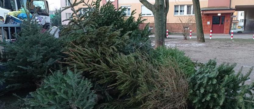 Co zrobić z choinką po świętach? Są proste rozwiązania