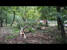 Drzewo runęło na plac zabaw w parku Chopina w Szczecinie