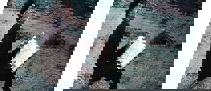 Wymyśliła miasto na nowo. Wystawa o wyjątkowej kobiecie 