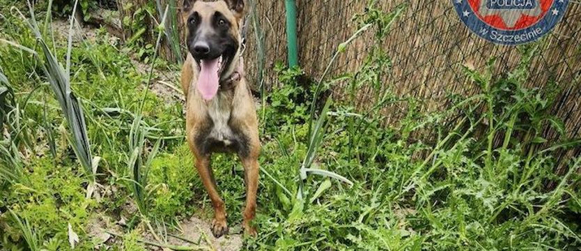 Włamywacz nie uciekł przed policyjnym przewodnikiem z psem