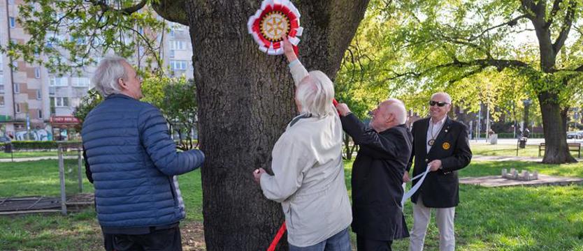 Dęby „Rotarianie” w centrum Szczecina