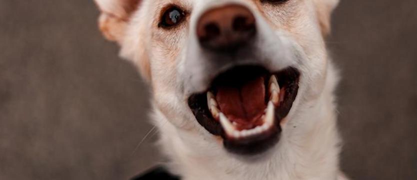 Irys, czyli rok jak wyrok