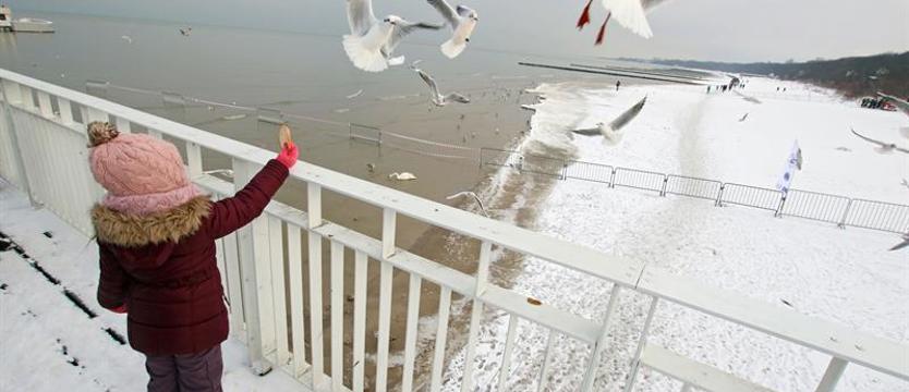 Sąsiedzkie konflikty i agresywne mewy