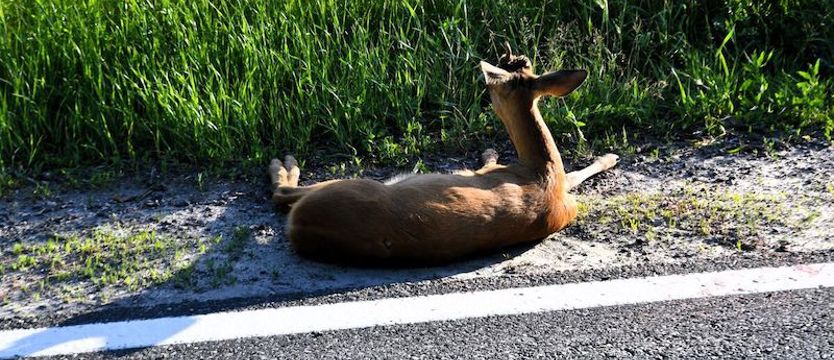 Potrącił i zostawił. Ranny koziołek leżał przy drodze