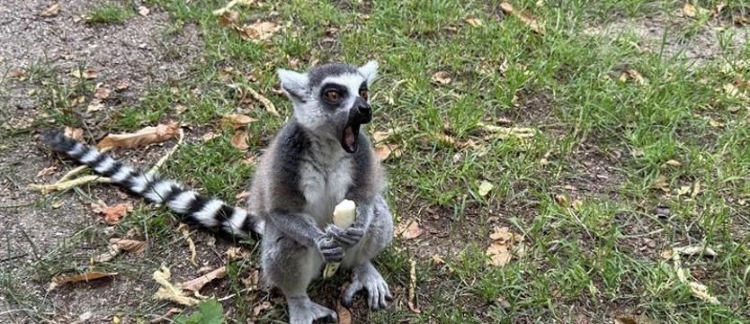 A może do zoo? Mamy bilety dla Czytelników